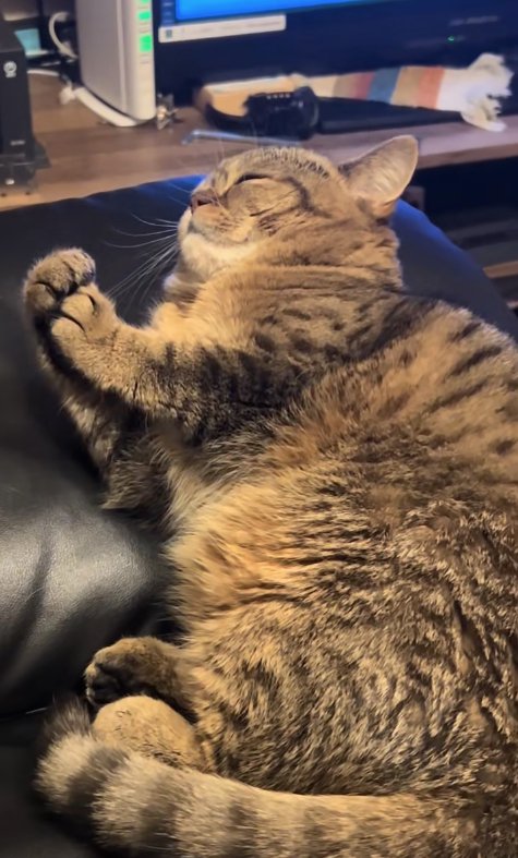 横になって目を閉じながら顔から少し離れたところで両前足を合わせている猫