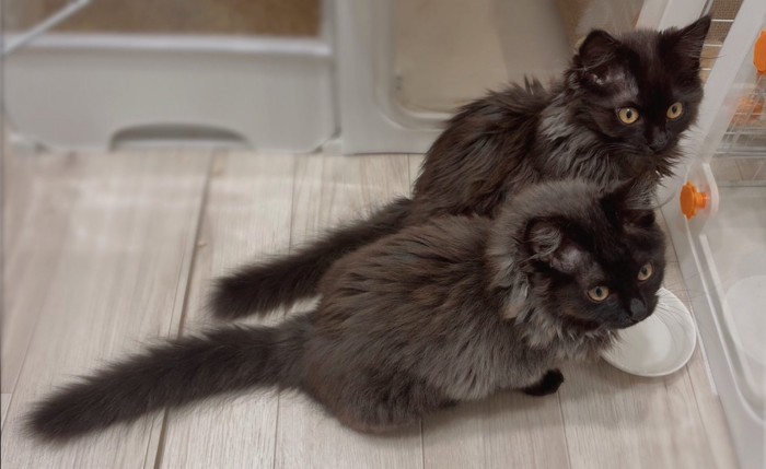 食器の前に座る2匹の猫