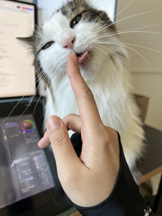 指をなめる猫