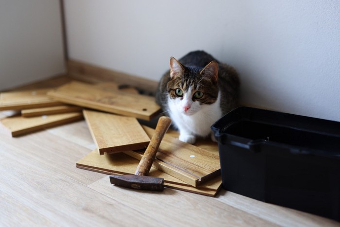 工具に興味津々の猫