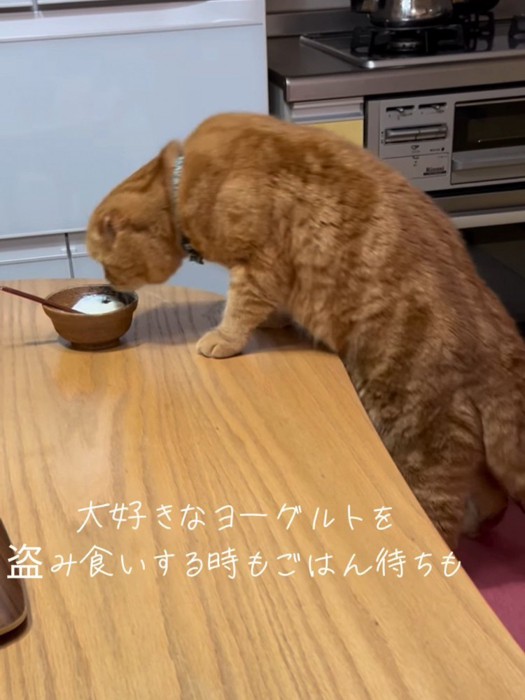 ヨーグルトに顔を近づける猫