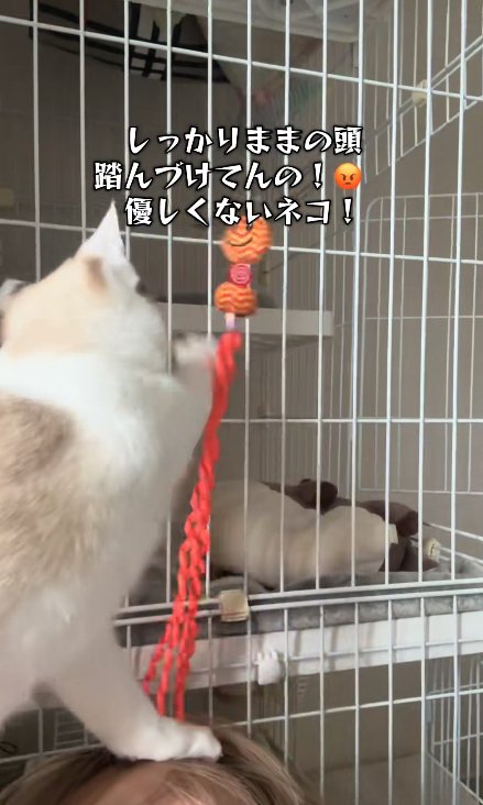 飼い主の頭に左前足を置いて遊んでいる猫
