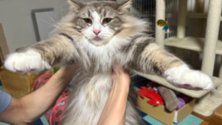 抱かれている猫