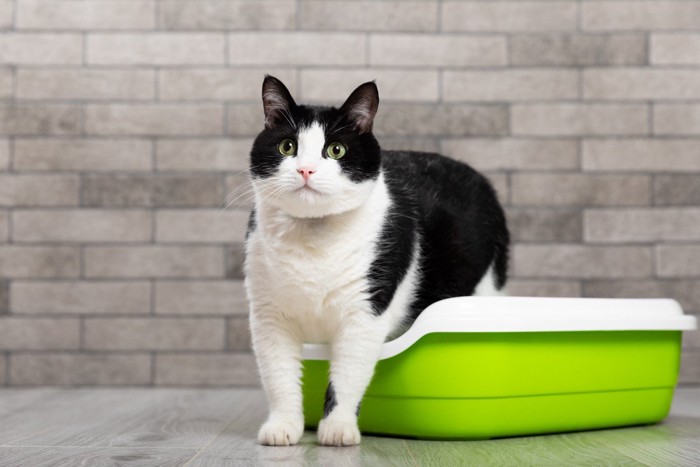 トイレに入っている猫