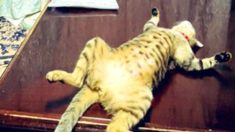 テーブルで寝転ぶ猫