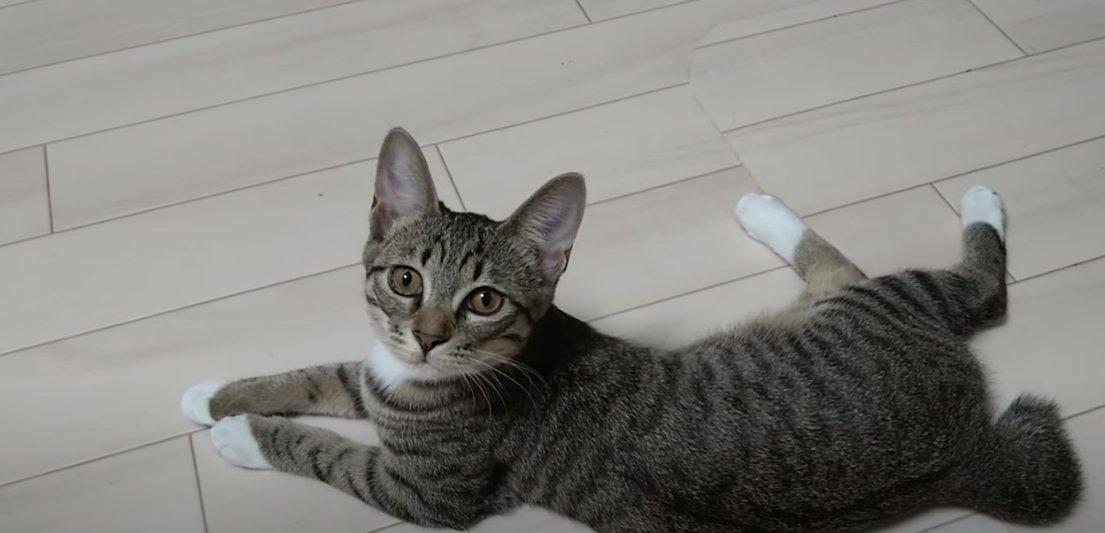 正面を見ているキジトラ猫