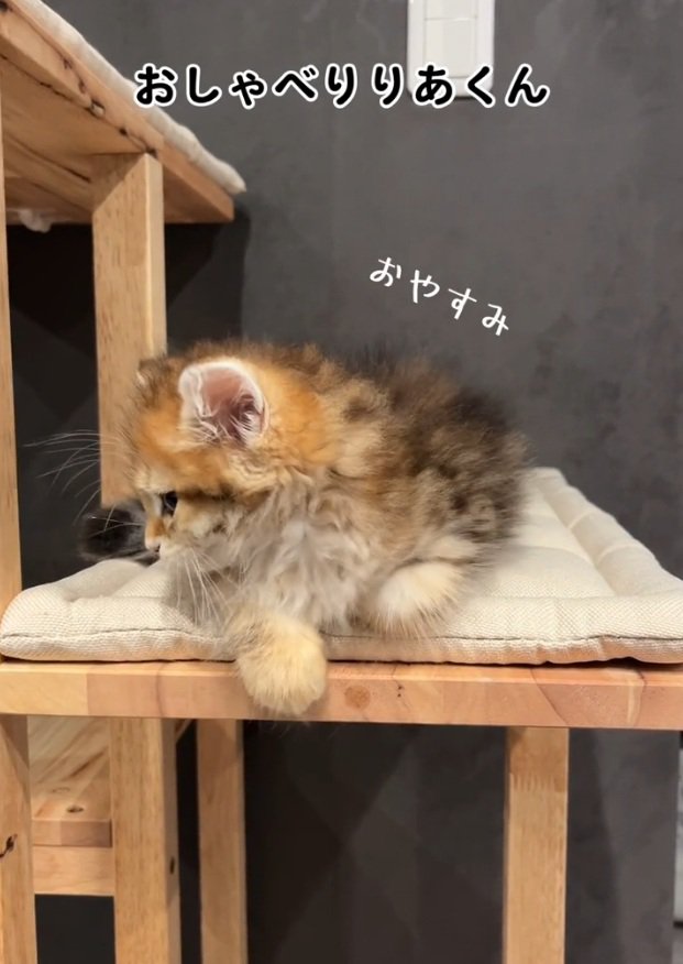 寝ようとする猫