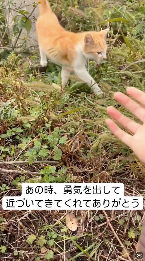 投稿者に近づいてくる猫