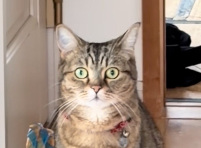 猫の顔