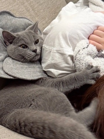 爪を立てて飼い主さんにくっつく猫さんのアップ