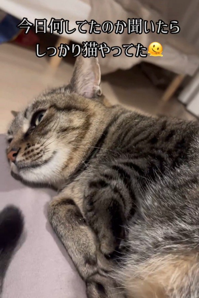 寝そべる猫
