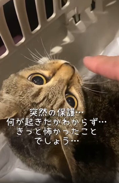 キャリーに入った猫