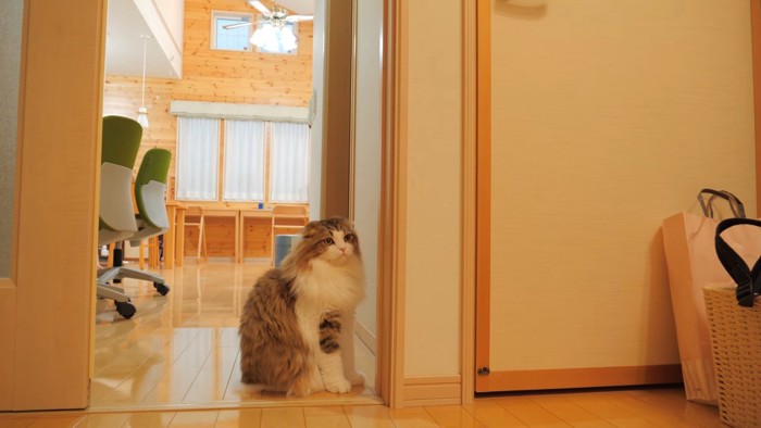 部屋の入口に座る猫