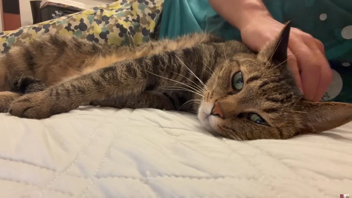 飼い主にくっついて横になりなでてもらっているキジトラ