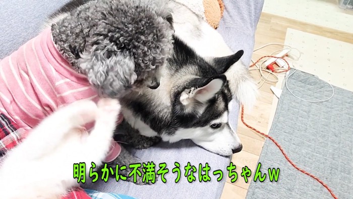 犬にじゃれる子猫