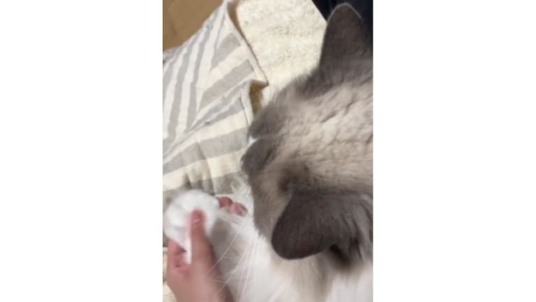 手を握られている猫