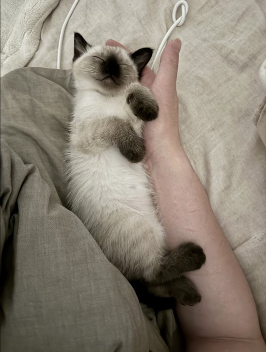 エビフライの様な寝姿