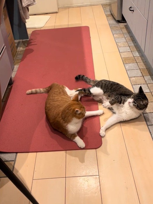 横になってもめる2匹の猫