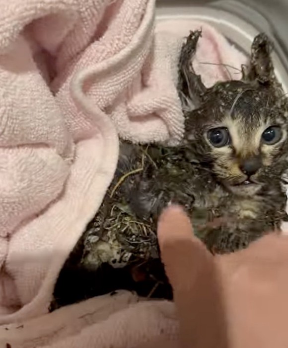 怯えた表情の子猫