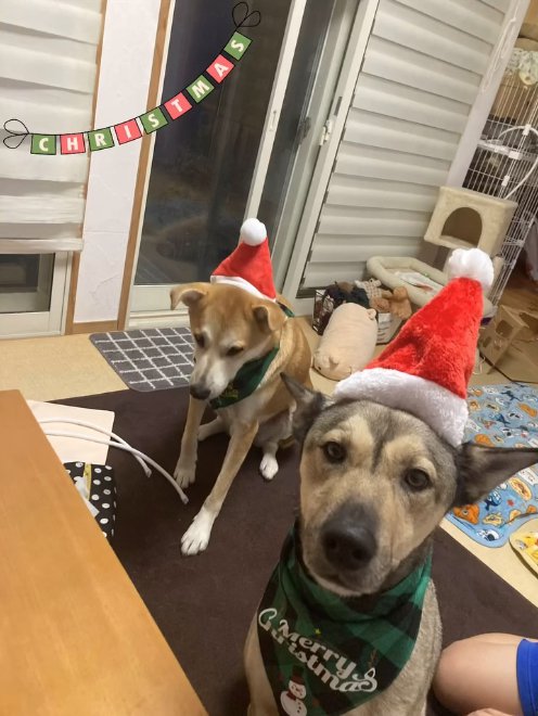 クリスマスの帽子を被った犬2匹