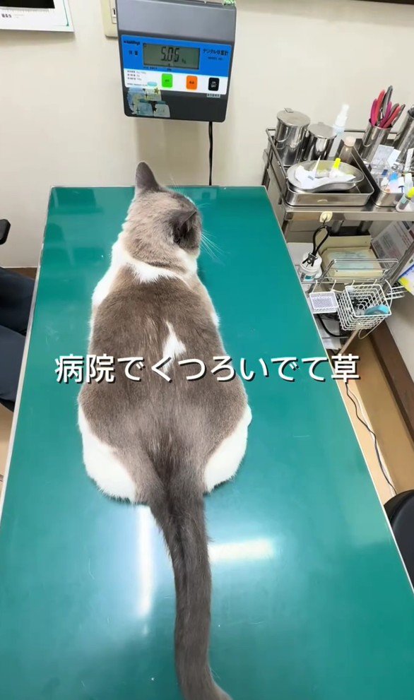 診察台にのっている猫