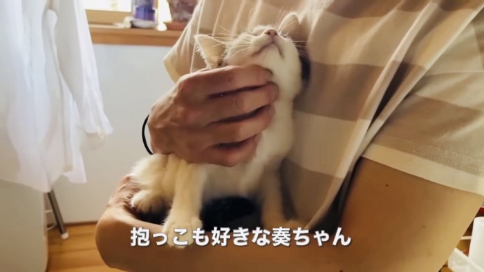 預かりボランティアさんに抱っこされる子猫