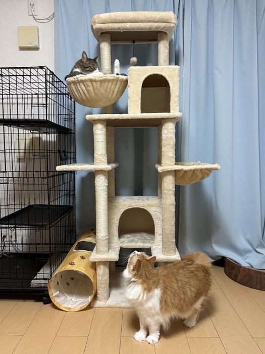 ハンモックでくつろぐ黒い短毛猫と下から見上げる茶色の長毛猫