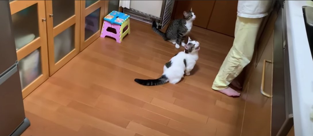 床に座っている2匹の猫