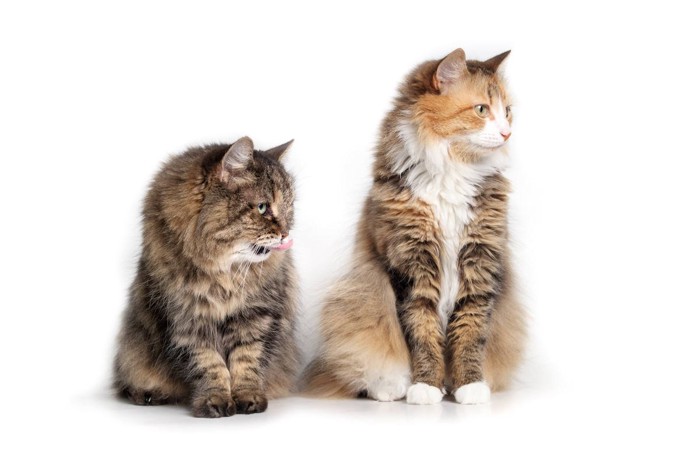 並んで佇む猫たち