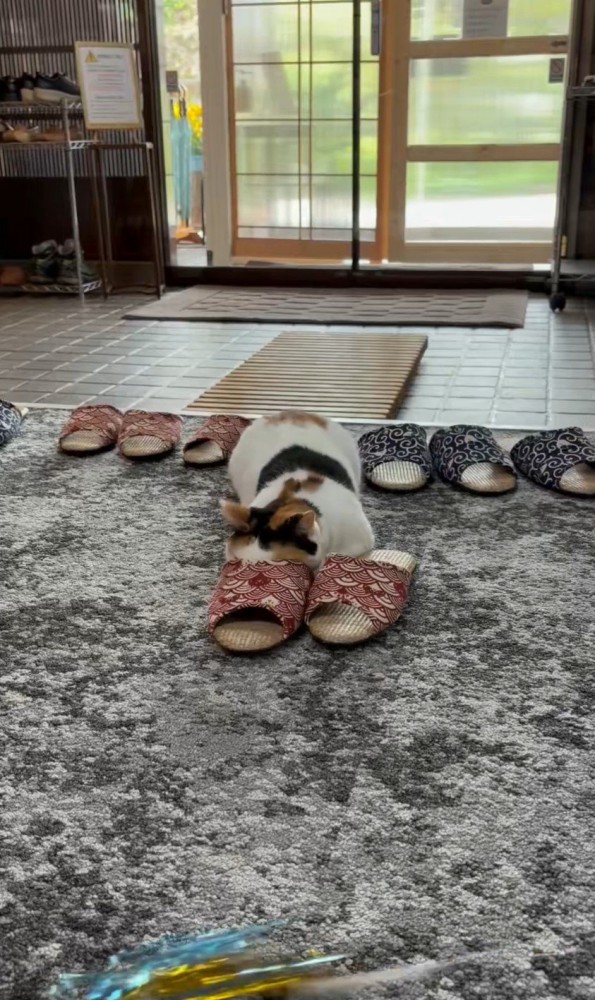 スリッパごしにおもちゃを狙う猫