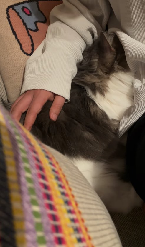 飼い主とソファの隙間にめりこんでいる顔が見えない長毛猫