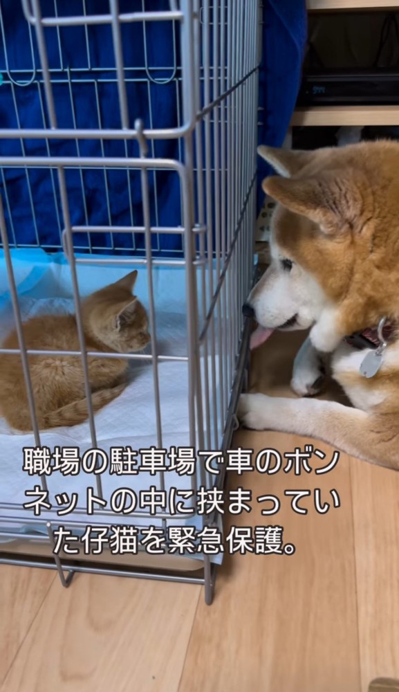 ケージ越しの子猫と舌を出す柴犬