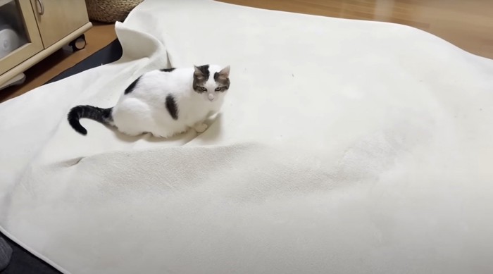 カーペットに乗る猫