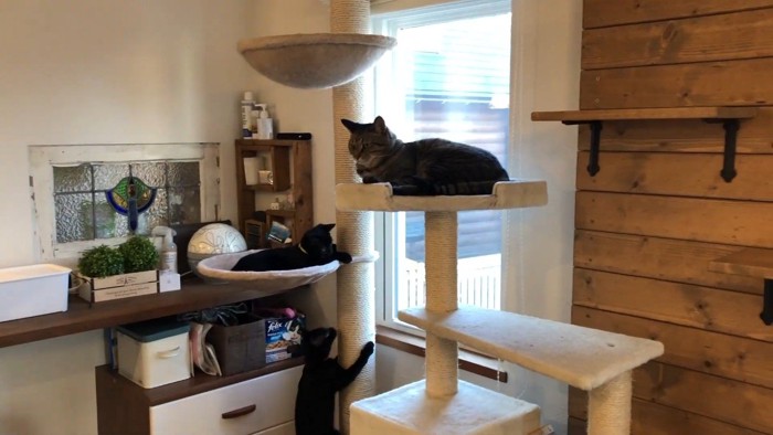 キャットタワー