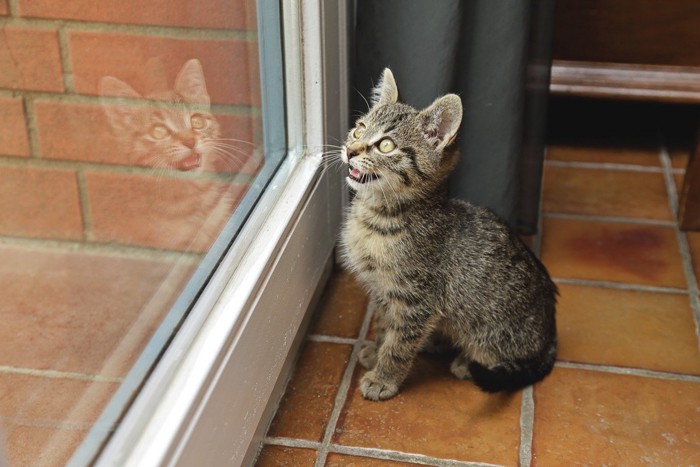 外の様子が気になる子猫