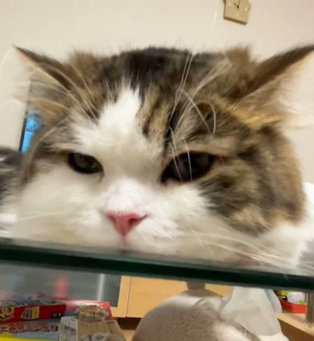 寝そべっている猫