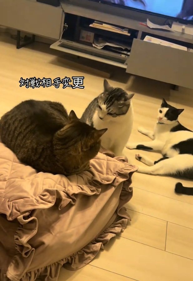 見つめ合う2匹の猫