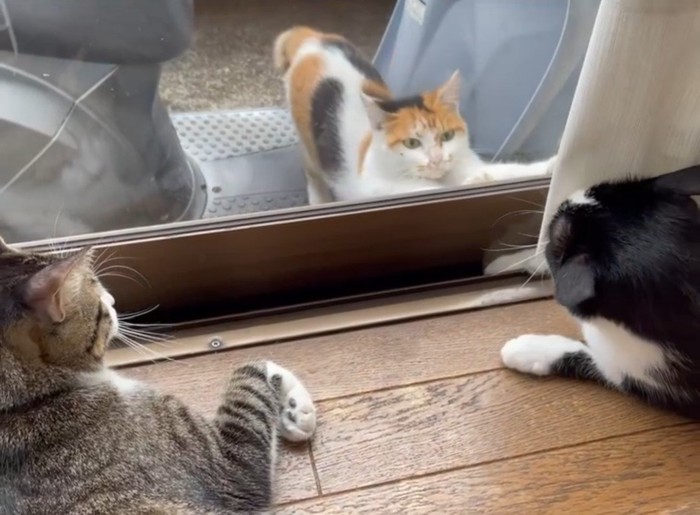 外からガラスに飛びつく三毛猫