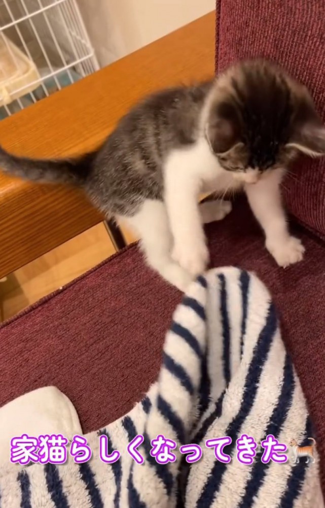 タオルで遊ぶ子猫
