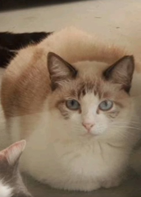 香箱座りする猫