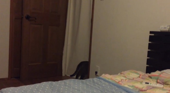 部屋を出る猫