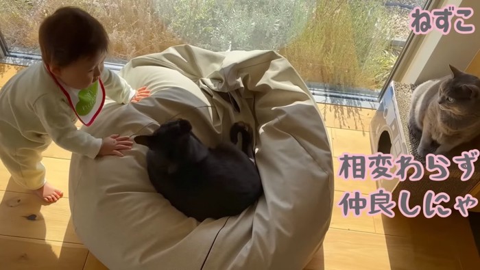 相変わらず仲良しにゃ