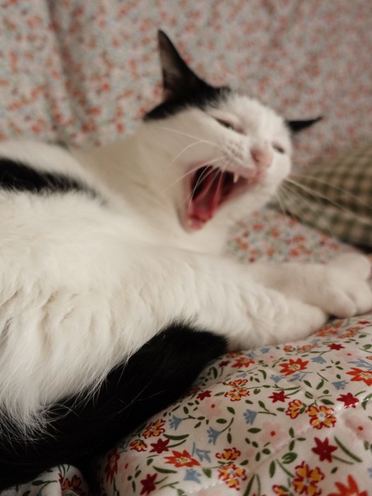 あくびをしているおこめちゃん