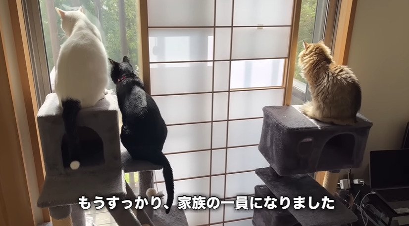 外を見る3匹の猫たち
