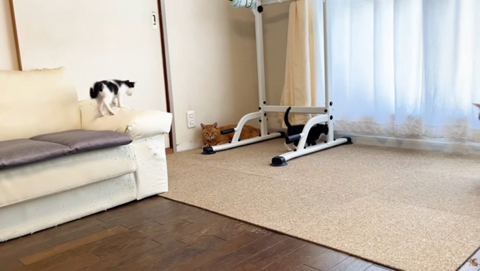 2匹の子猫と部屋の隅でくつろぐ猫