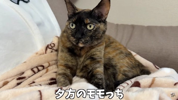 サビ猫