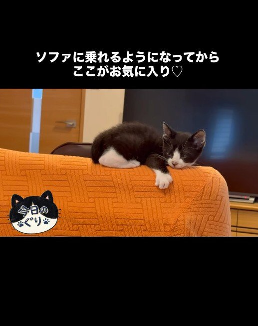 ソファの背もたれに座る子猫