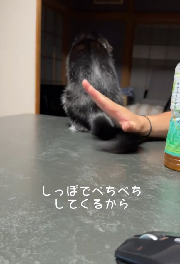しっぽで叩く猫