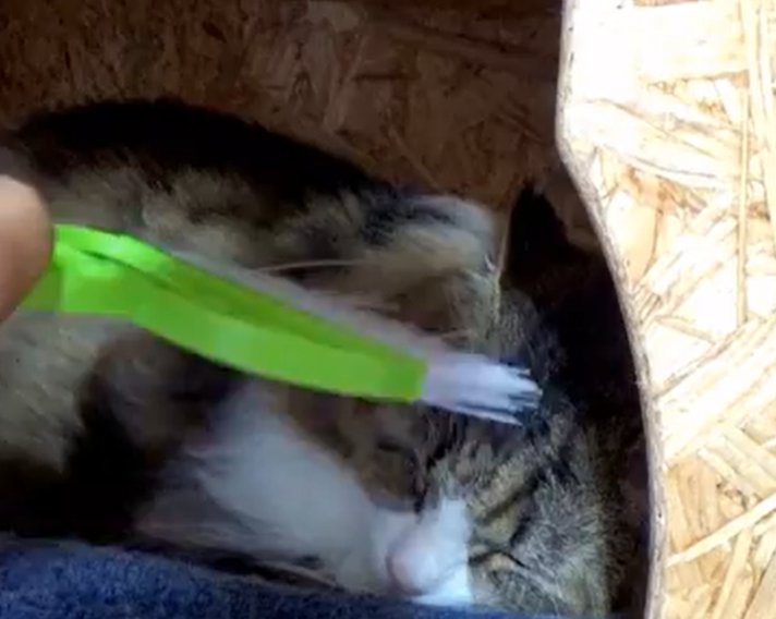 ミニほうきで頭を撫でられる猫