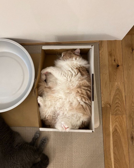箱に入る猫